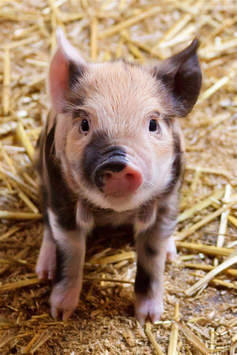 Cute Piglet Free Stock Photo - Public Domain Pictures