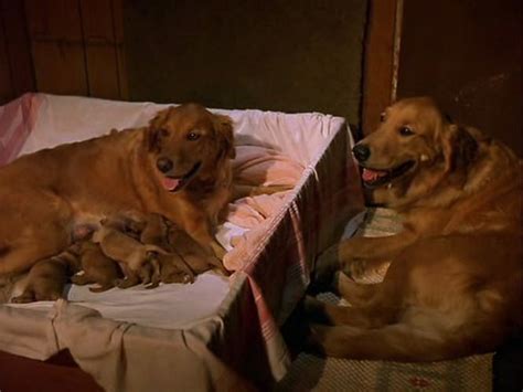 Air Bud 3: World Pup (2001) - Disney Screencaps | Air bud, Pup, Air