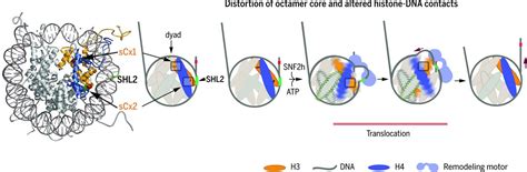 Histone Octamer Structure