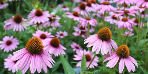 Prairie Fires May Help Native Plants Flourish - Go Green Illinois