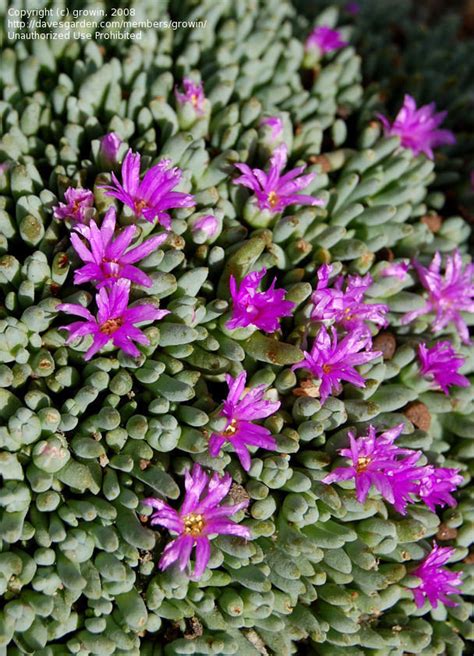 PlantFiles Pictures: Delosperma Species, Tufted Ice Plant (Delosperma sphalmanthoides) by palmbob