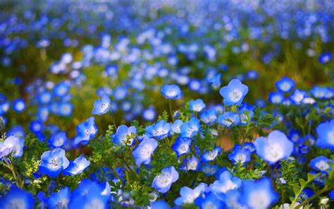 Blue Flower Desktop Wallpapers - Top Free Blue Flower Desktop Backgrounds - WallpaperAccess