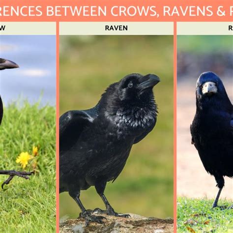 Raven Vs Crow: Do You Know The Difference? IFLScience, 58% OFF