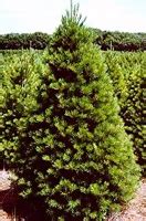 Tree Types – Tennessee Christmas Tree Growers