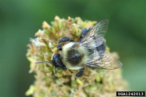 bumble bees (Genus Bombus)