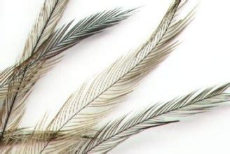 Uniquely Emu Products, Inc.: Medium Emu Feathers