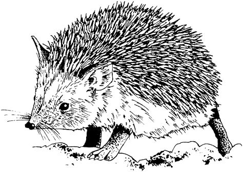 Hedgehog Coloring Pages - Best Coloring Pages For Kids