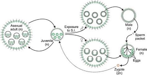 Life cycle of the Chlorophyte green alga Volvox carteri. Haploid... | Download Scientific Diagram