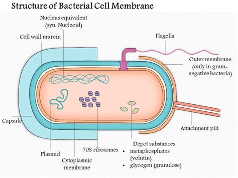 Bacteria Structure