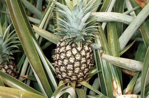 Pineapple | Description, History, & Facts | Britannica