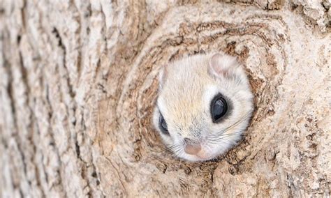 Are these the cutest furry animals in the world? Flying squirrels of ...