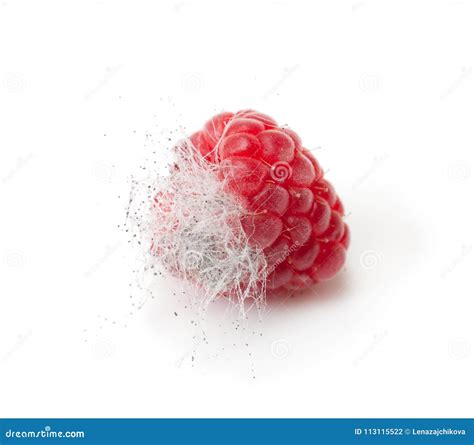 Rotten Raspberry Isolated on White Stock Photo - Image of culture, mildew: 113115522