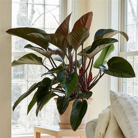 13 Best Large Foliage Houseplants | Indoor Plants With Big Leaves