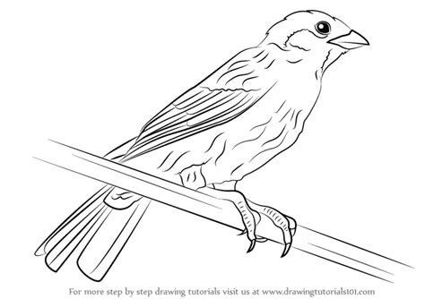 How to Draw a Eurasian Tree Sparrow (Birds) Step by Step | DrawingTutorials101.com