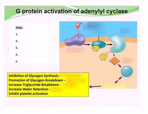 PDI: 520 G-Protein Activation of Adenylyl Cyclase Diagram | Quizlet