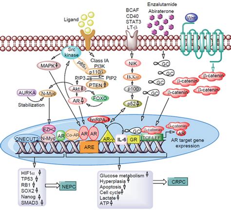 Mechanisms of enzalutamide and abiraterone acetate resistance in ...