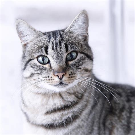 Portrait Gray Tabby Cat Photograph by Maika 777