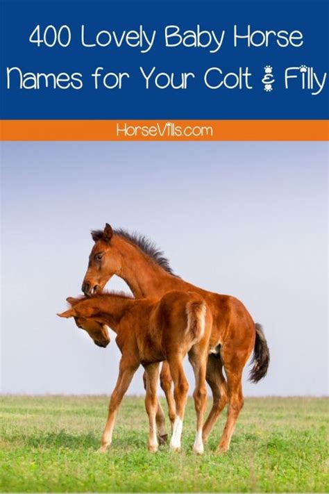 400 Lovely Baby Horse Names for Your Colt & Filly