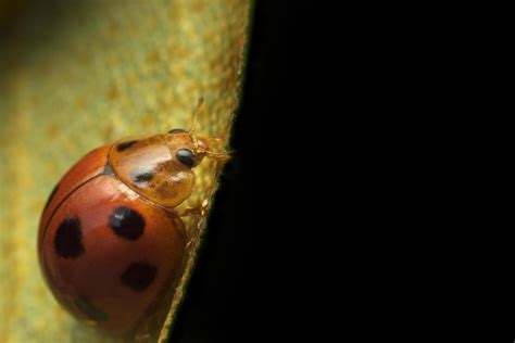 Ladybug on green leaf 1227839 Stock Photo at Vecteezy