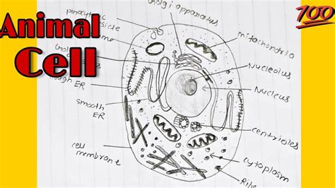 Craft Your Own Animal Cell Diagram Drawing: Step-by-Step Guide Inside!