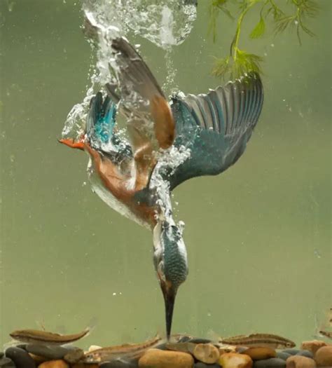 Photographer captures perfectly symmetrical kingfisher dive after 6 ...