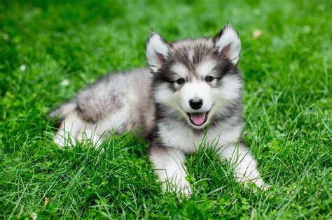 How To Build A Dog House For A Husky