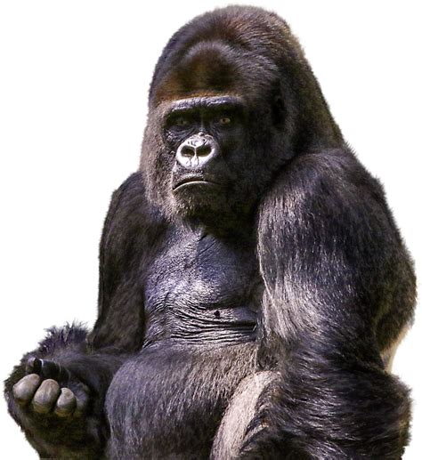 Free photo: Gorilla, Primate, Animal, Wild, Zoo - Free Image on Pixabay - 1596803