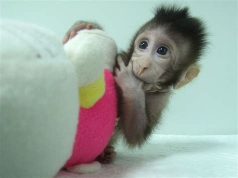 Meet Zhong Zhong and Hua Hua, cloned monkeys inspired by Dolly