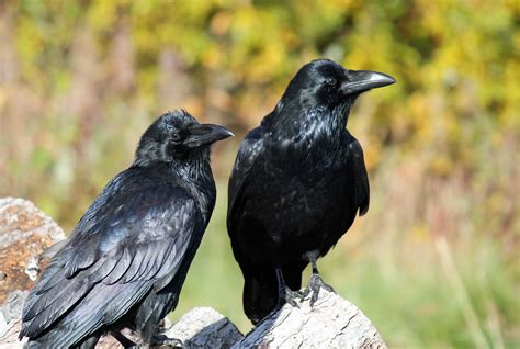 Faune et flore du pays - Le Grand Corbeau