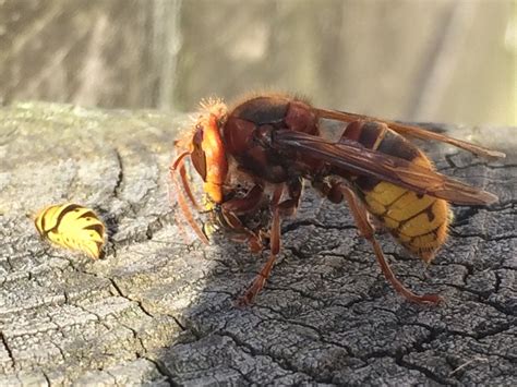 Amazing photo shows rare Asian Hornet eating a WASP | real fix