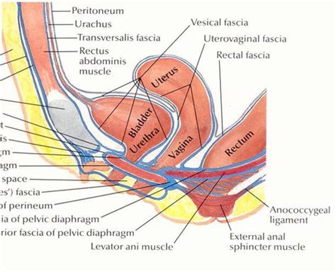 OB-GYN (Anatomy-Embryology) Flashcards | Quizlet