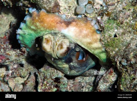 Octopus siphon hi-res stock photography and images - Alamy