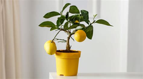 How To Grow Lemon Trees in Pots - Backyard Boss