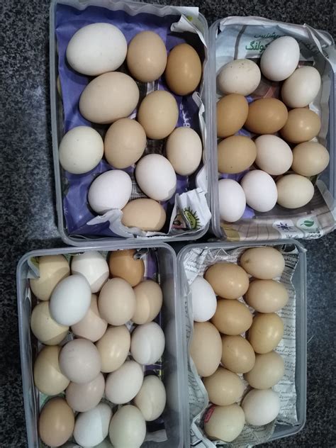 Australorp eggs – ChicksBazaar