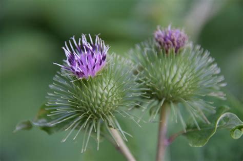 Burdock Flower Nature - Free photo on Pixabay - Pixabay