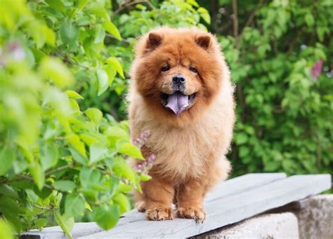 Chow Chow: Everything You Should Know Before Buying | All Things Dogs