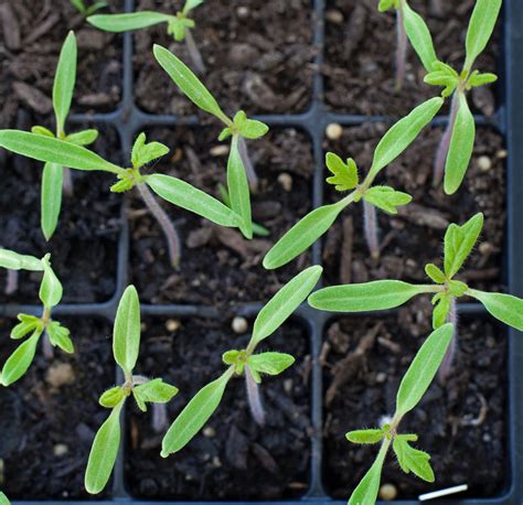 Thinning Tomato Seedlings – The Modern Day Settler