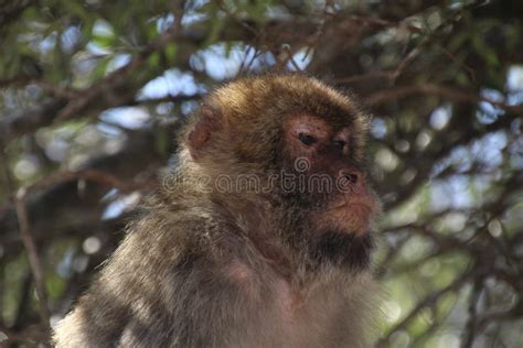 Barbary ape stock photo. Image of forest, tree, mammal - 102741114