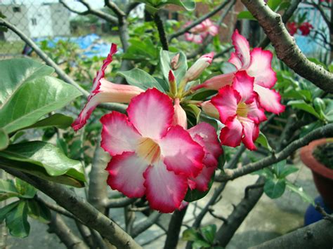 How To Grow: Adenium Obesum aka Desert Rose Plant