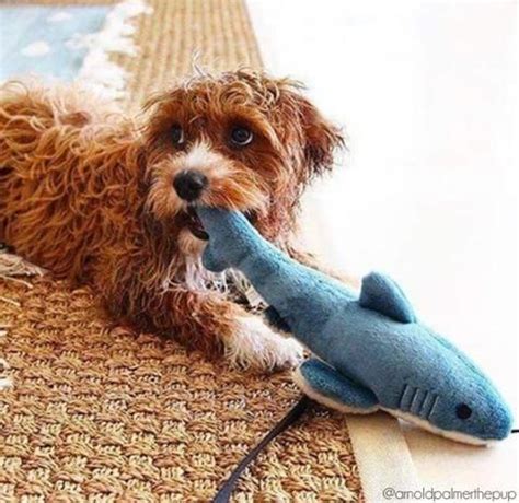 Fluff & Tuff™ "Tank the Shark" Dog Toy | Dog toys, Pet mom, Dogs