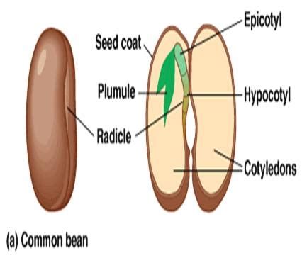 Structure of Seed for Class 5 - CBSE Class Notes Online - Classnotes123