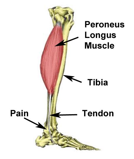 Peroneus (Fibularis) longus - Location, Origin, Insertion, Function and Pictures