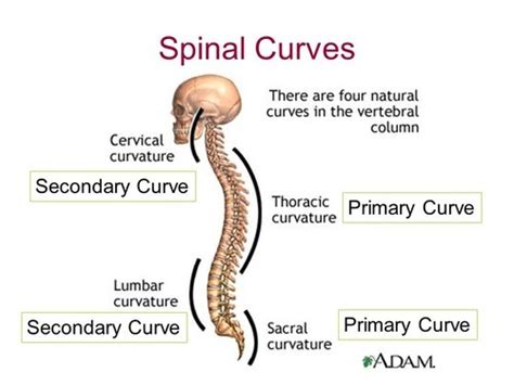 Spine Flashcards | Quizlet