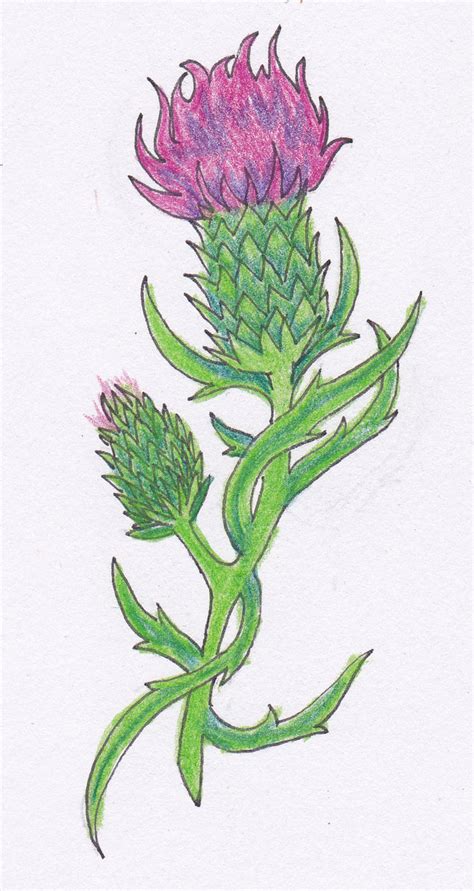 Scottish Thistle Drawing at GetDrawings | Free download