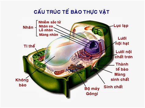 Cấu tạo tế bào thực vật