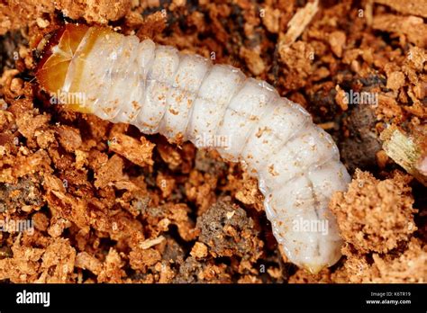 Longhorn beetle larvae hi-res stock photography and images - Alamy