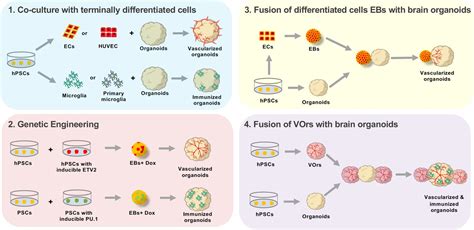 Brain Organoids: Getting the right cells | eLife