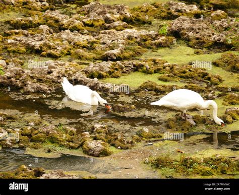 'Pas de Deux' 'Swan Lake' on the Dordogne facing the Bastide of Lalinde ...