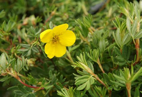 Goldfinger Potentilla • Kiwi Nurseries Ltd