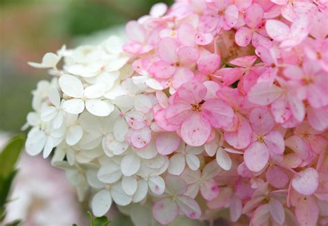 How to Grow and Care for Strawberry Sundae Hydrangea